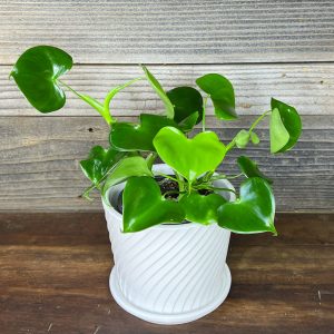Philodendron Grazielae | 4" Pot