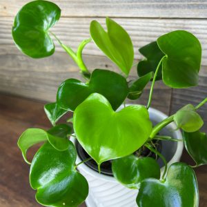 Philodendron_Grazielae-2 Philodendron_Grazielae-2
