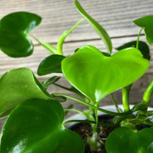 Philodendron_Grazielae-3 Philodendron_Grazielae-3