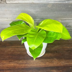 Philodendron_Moonlight-1