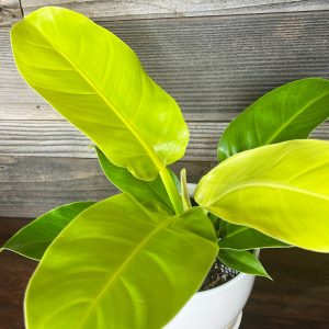 Philodendron_Moonlight-2