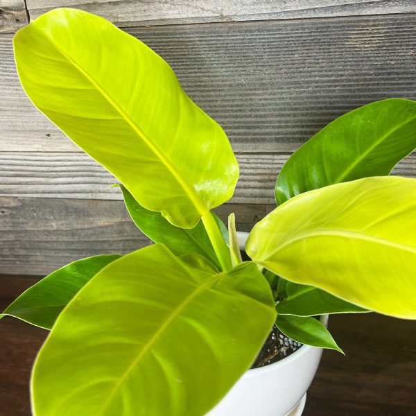 Philodendron_Moonlight-2 Philodendron_Moonlight-2