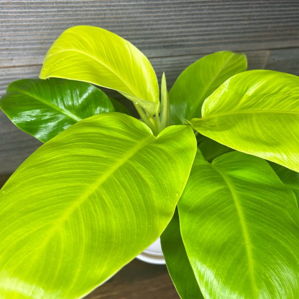 Philodendron_Moonlight-3 Philodendron_Moonlight-3