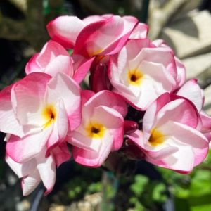 Plumeria Frangipani JL Pink Pansy