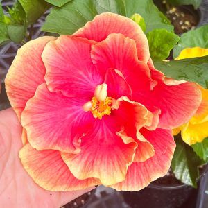 Hib_Hawaii_Ingenue_31:17-1