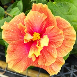 Hibiscus 'Hawai'i Ingenue' 31/17 | 6" Pot