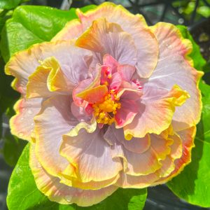 Hibiscus 'Maui Waltz' 38/13 | 6" Pot