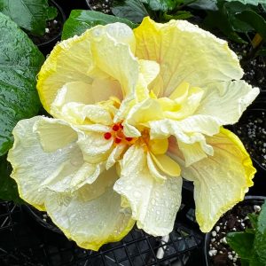 Hibiscus 'Unnamed' 91/21 | 6" Pot