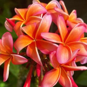 Orange_Zest-1