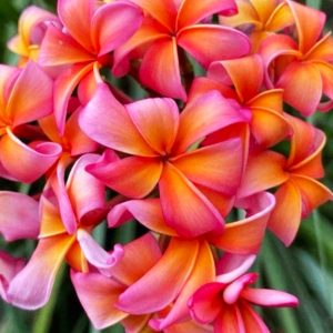 Orange_Zest-2
