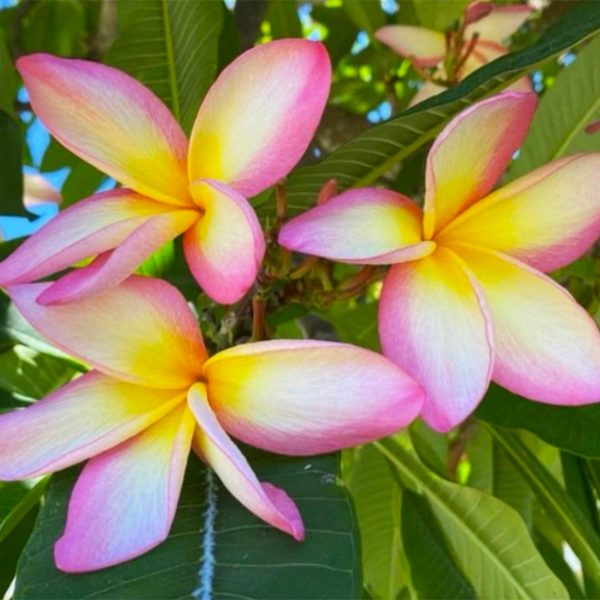 Tropical_Dream-1