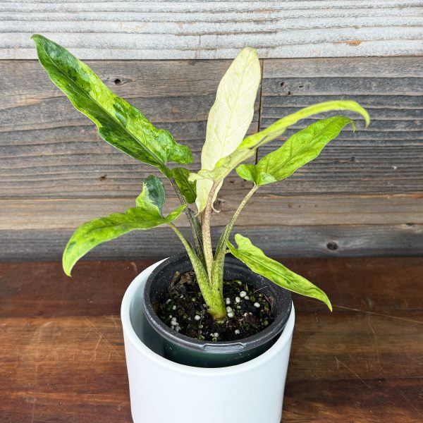 Alocasia_Lauderbachiana_Aurea-1
