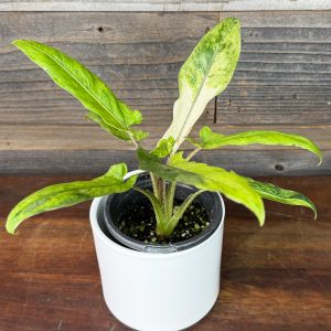 Alocasia_Lauderbachiana_Aurea-2