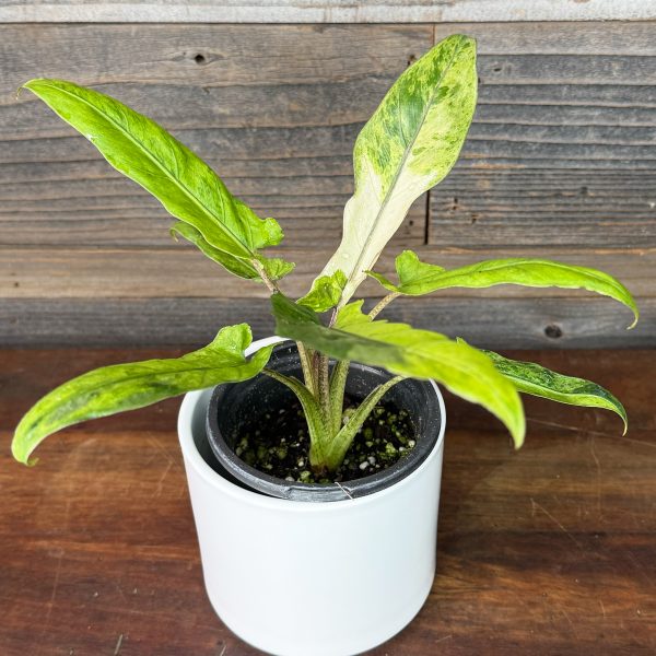 Alocasia_Lauderbachiana_Aurea-2 Alocasia_Lauderbachiana_Aurea-2