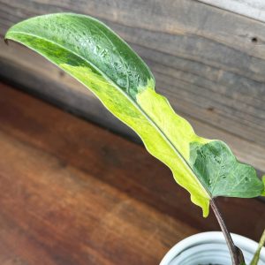 Alocasia_Lauderbachiana_Aurea-3