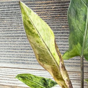 Alocasia_Lauderbachiana_Aurea-4