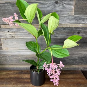 Medinilla Myriantha