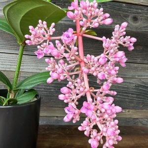Medinilla_Myriantha-2