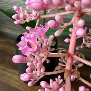Medinilla_Myriantha-3
