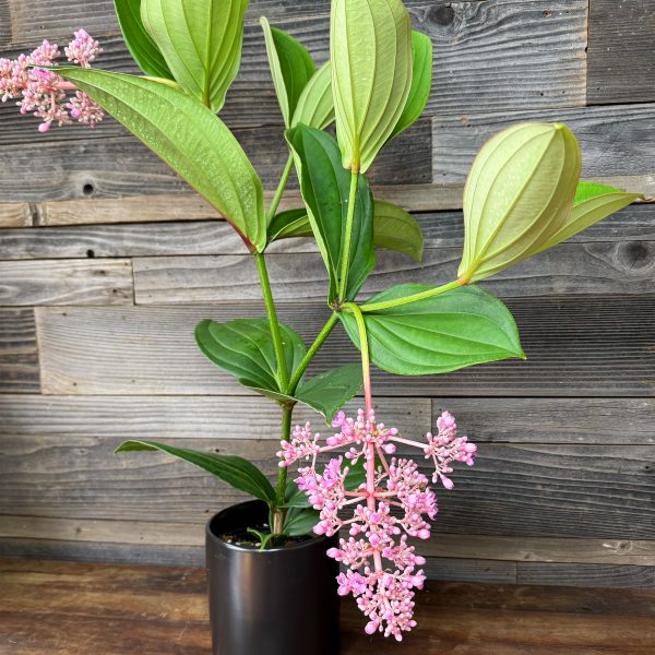 Medinilla_Myriantha-4 Medinilla_Myriantha-4