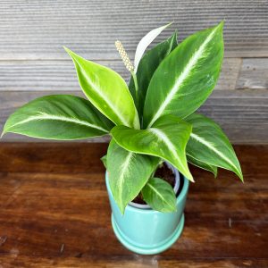 Spathiphyllum 'Silver Streak' | 4" Pot