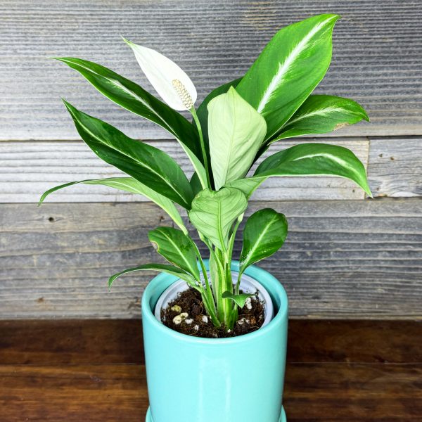 Spathiphyllum_Silver_Streak-2 Spathiphyllum_Silver_Streak-2