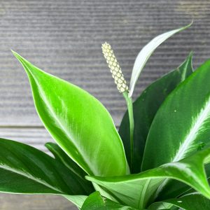 Spathiphyllum_Silver_Streak-3