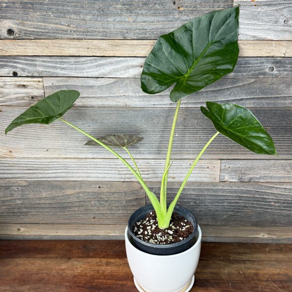Alocasia_Regal_Shield-1 Alocasia_Regal_Shield-1