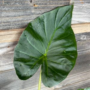 Alocasia_Regal_Shield-2 Alocasia_Regal_Shield-2