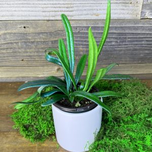 Microsorum Thailandicum 'Blue Oil' Fern | 4" Pot
