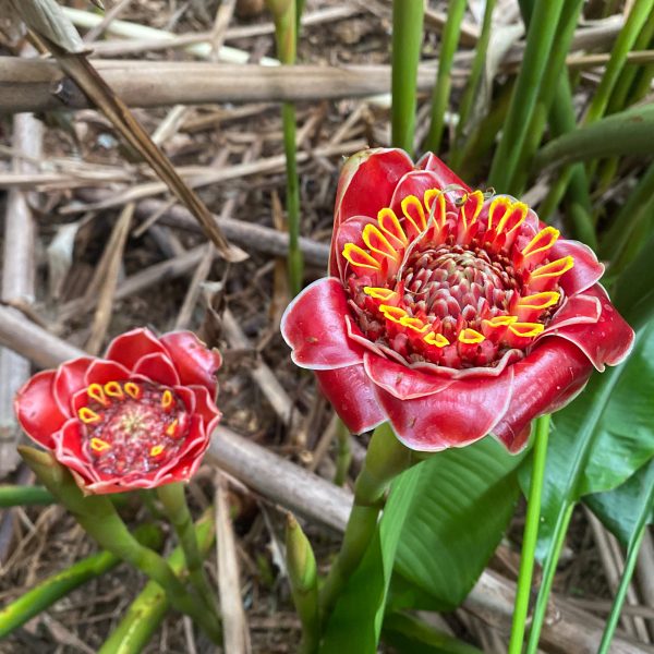 Rose of Siam Rose of Siam