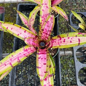 Bromeliad Neoregelia ‘Mantra’ Variegated Vinzant | 6" Pot