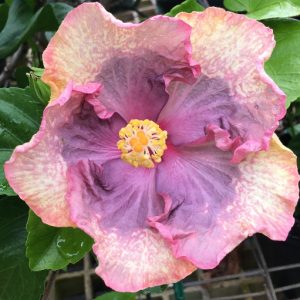Hibiscus 'E Ku'u Morning Dew' 12/07 | 6" Pot
