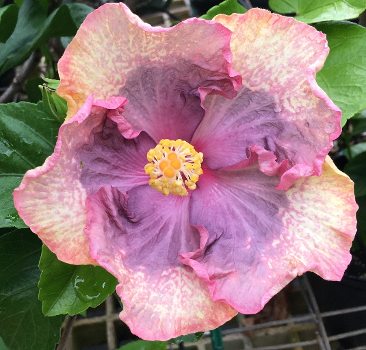 12-07 E Kuʻu Morning Dew (4)