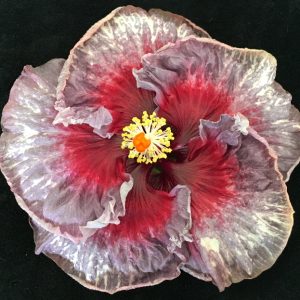 Hibiscus 'High Tea' 17/10 | 6" Pot