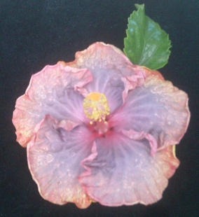 E Kuu Morning Dew (1)