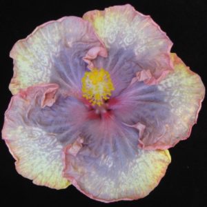 E Kuu Morning Dew