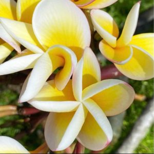 Plumeria Frangipani Lemon Twirl