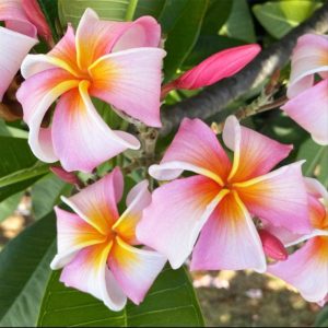 Plumeria Frangipani Nakamoto's Ribbon