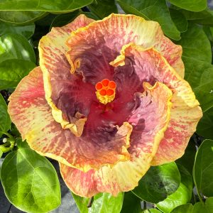 Hibiscus 'Persian Rug' | 6" Pot