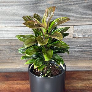 Cordyline Fruticosa 'Cameroon' | 6" Pot