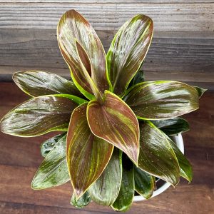 Cordyline_Cameroon-2