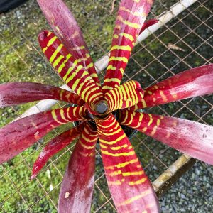 Bromeliad Neoregelia ‘Crimson Tide' Vinzant | 6" Pot