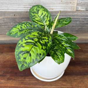Homalomena Camouflage | 6" Pot