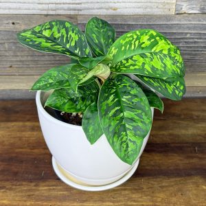 Homalomena_Camouflage-2 Homalomena_Camouflage-2