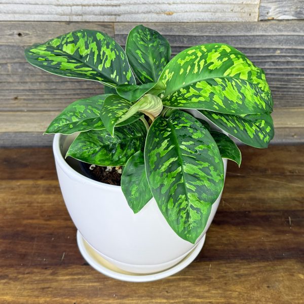Homalomena_Camouflage-2 Homalomena_Camouflage-2