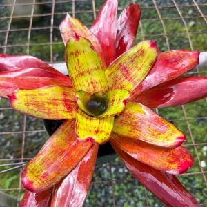 Bromeliad Neoregelia ‘Jewellery Shop' | 6" Pot