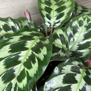 Calathea Dressleri 'Helen Kennedy'