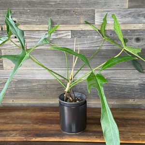 Philodendron Longilobatum 'Lelano Miyano' | 6" Pot