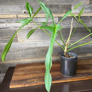 Longilobatum_Lelano_Miyano-2